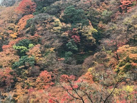 紅葉の変化を楽しみながら♬