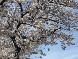 お花が綺麗になりました(o^―^o)