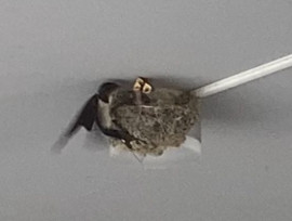 今年のつばめさん