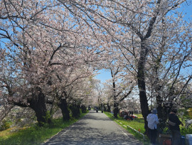 満開の桜、お花見を楽しみました♪