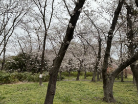 お花見シーズンですね