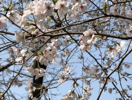 お花見BBQ開催しました